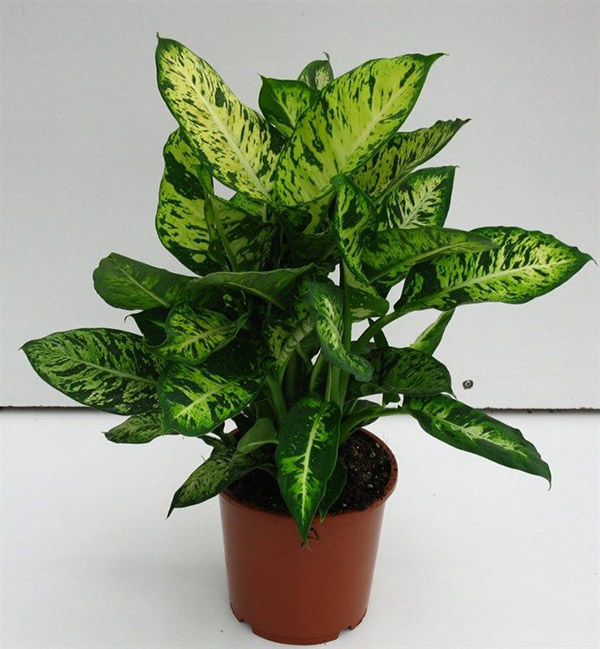 tat-tan-tat-ve-phong-thuy-phong-khach-16